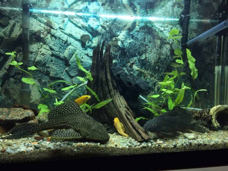 Things I Wish I Knew Before I Started Fishkeeping